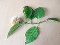 Neolamarckia cadamba fruits with leaves.